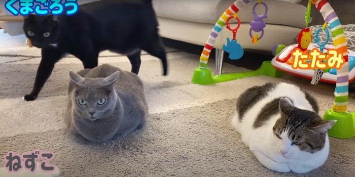 くつろぐ3匹の猫