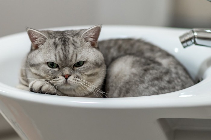 洗面台に入る猫