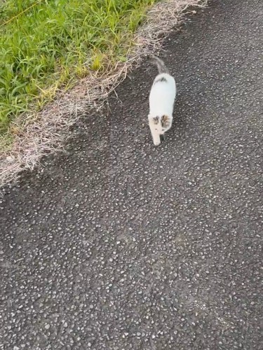 歩いている子猫