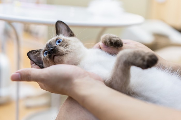 人の膝の上で仰向けになってくつろぐシャムの子猫