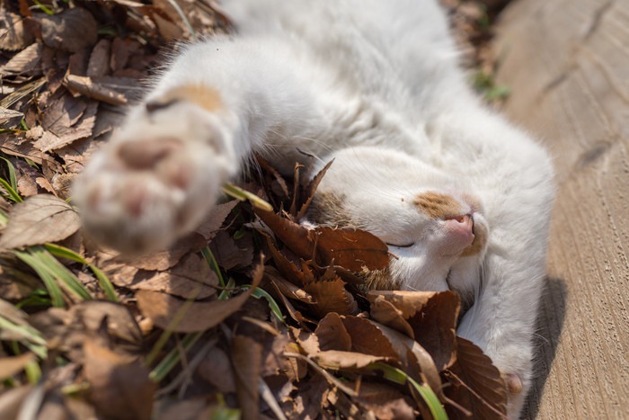 仰向けで寝る野良猫