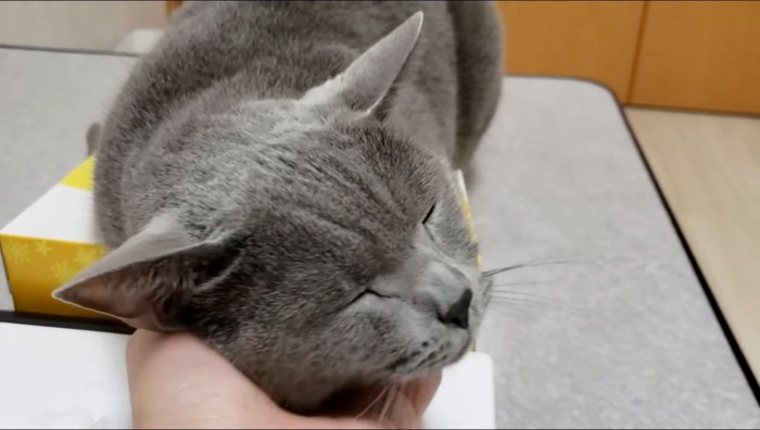 飼い主に顎を撫でられて目をつぶる猫