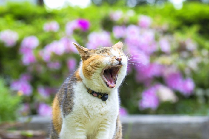 あくびをする三毛猫