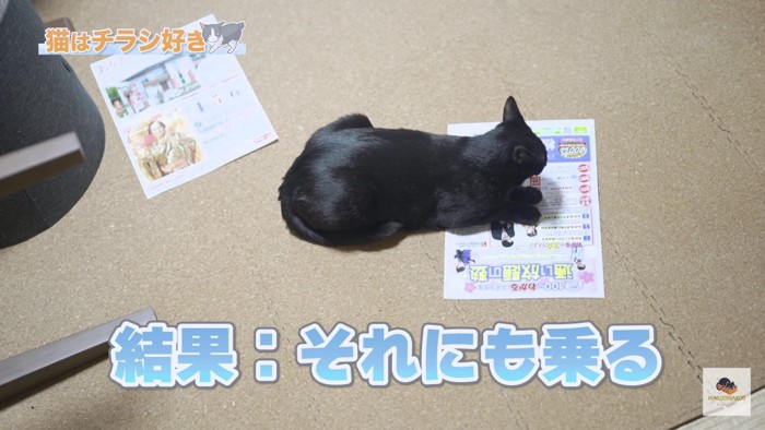 それにも乗る黒猫