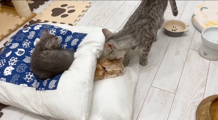 毛繕いされる子猫