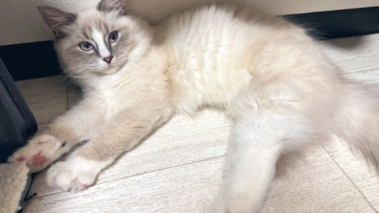 室内にいる猫