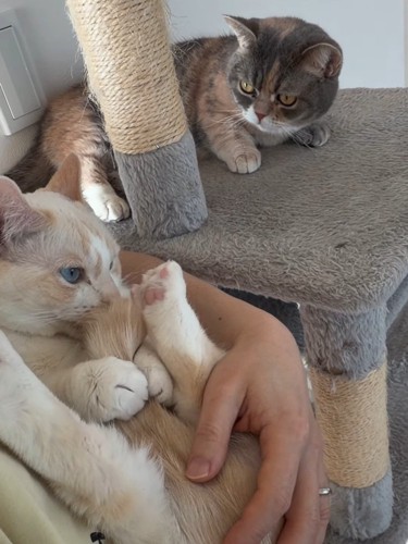 抱っこされる猫を見る猫