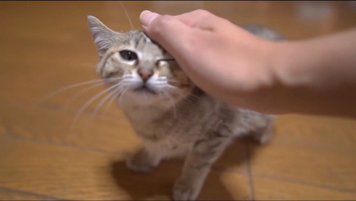 飼い主に撫でられるサビ色の子猫