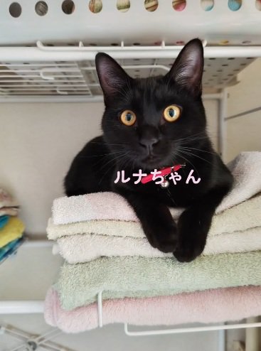 %タオルの上に座っている黒猫