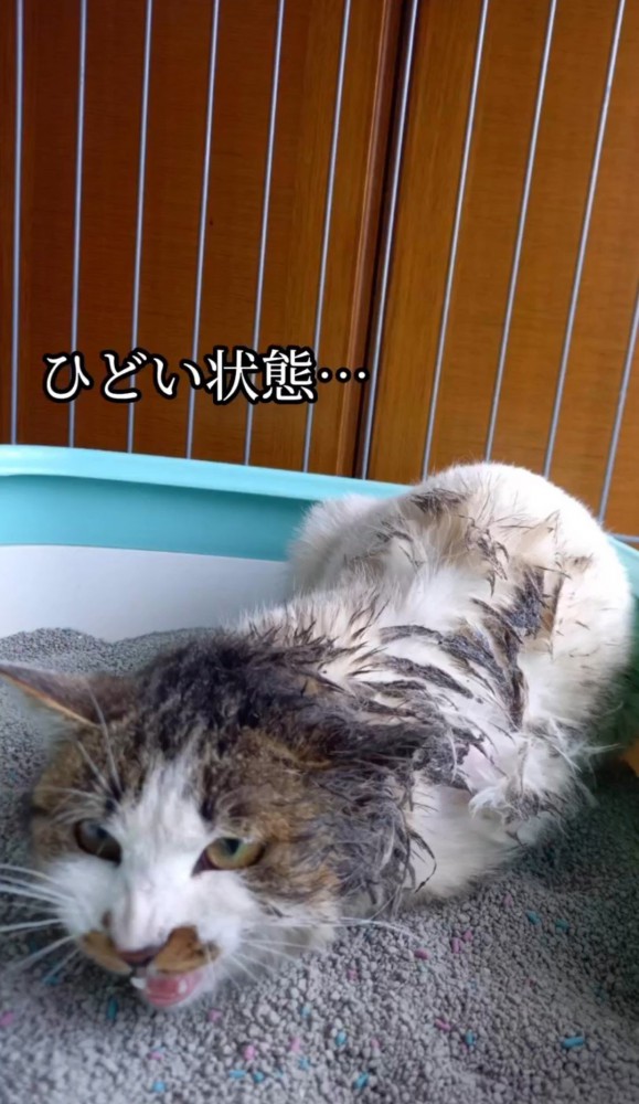 猫トイレの中の汚れた猫