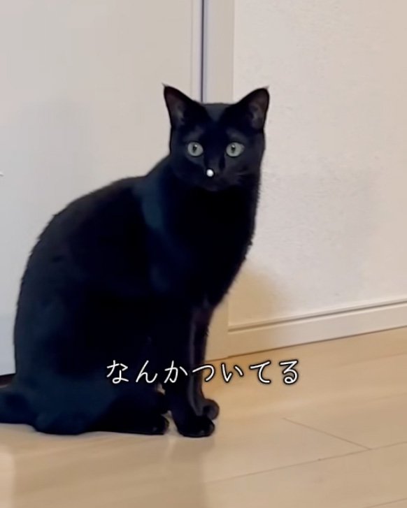 そらす猫