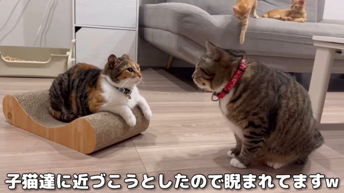 怒られるボス猫