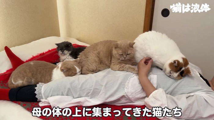 寝ている人の体の上に乗る猫たち