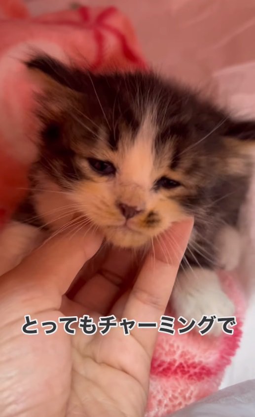 あごをなでられる子猫