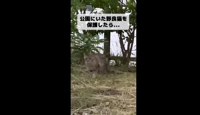 草の上にいる猫