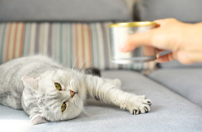 猫缶を出す人と猫