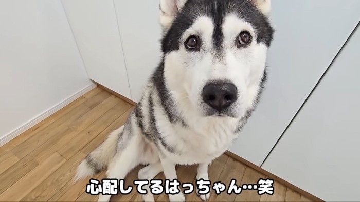 心配そうな顔の犬