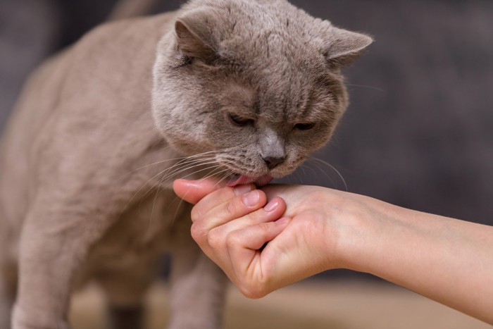 手を舐める猫