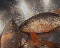 ボウルに入った赤い小さな魚