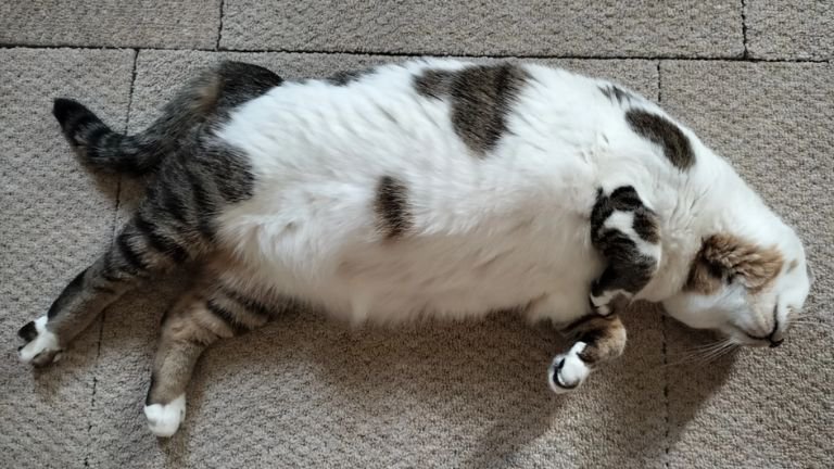 寝ている猫