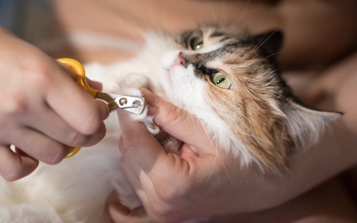 飼い主に爪切りされている猫