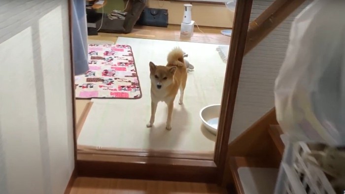 お迎えするハナちゃん