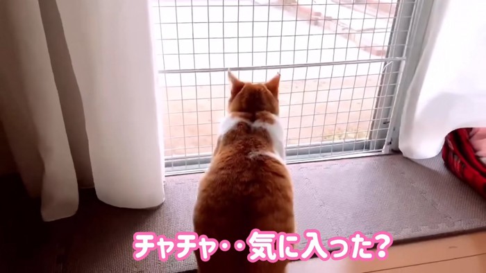 外を見る猫