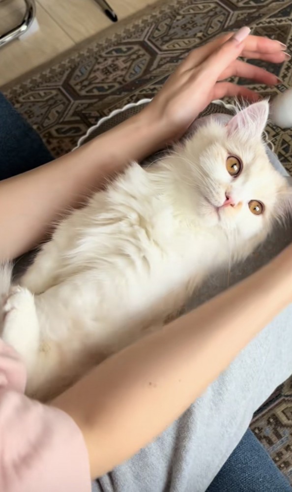 膝の上に寝転がる猫の写真1