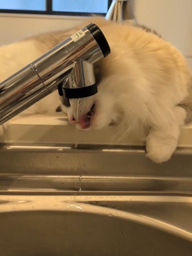 蛇口から水を飲む猫