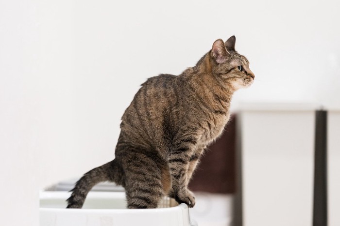 トイレする猫