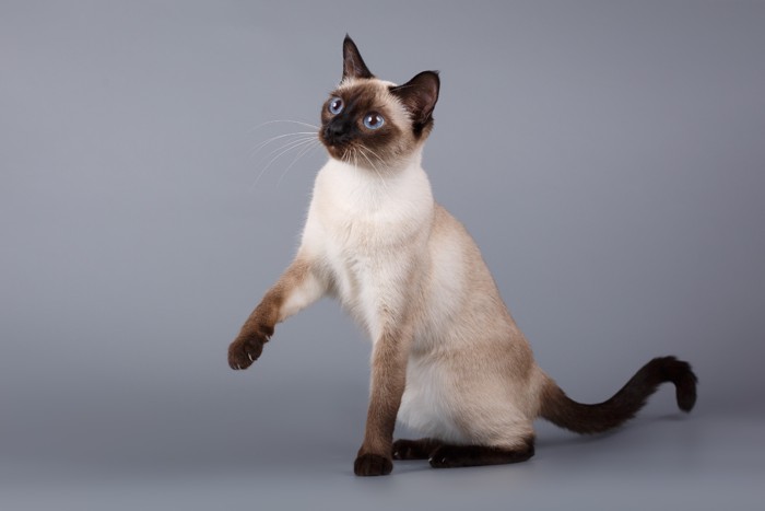 シャム猫の全身
