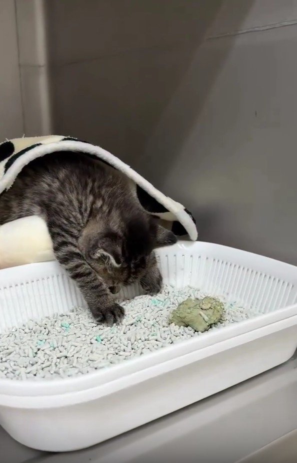 トイレで寝る子猫