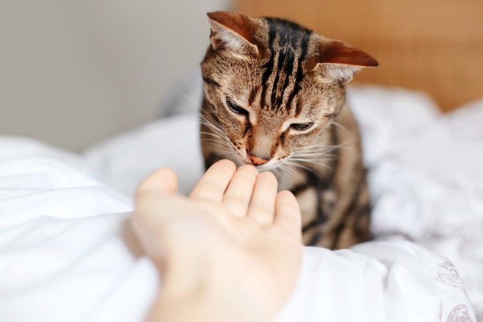 手のにおいをかぐ猫