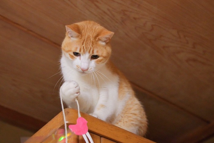 じゃらしで遊ぶ猫