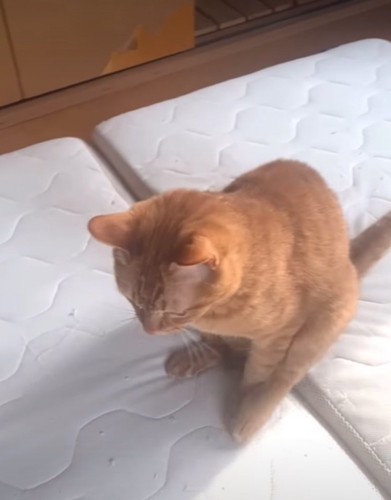 お尻を擦り付けながら歩く猫