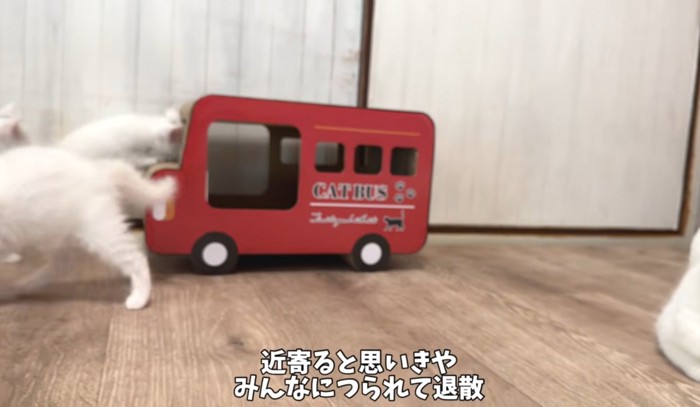 兄弟と遊びに行く子猫