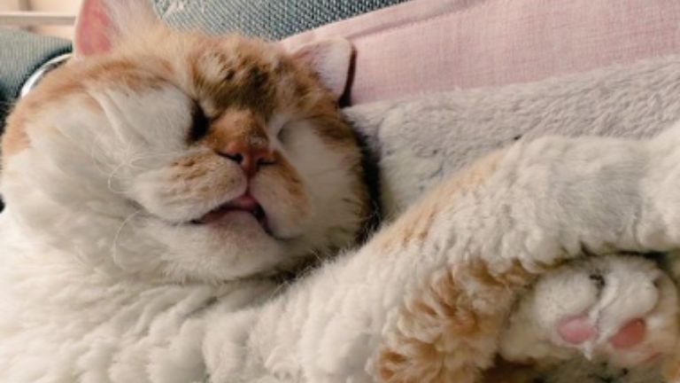 室内にいる猫