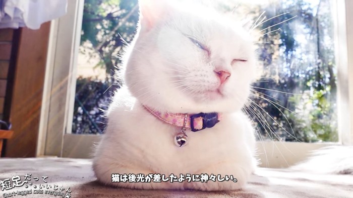 目を細める猫