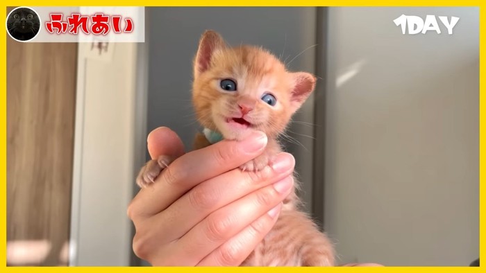 人の手の中の子猫