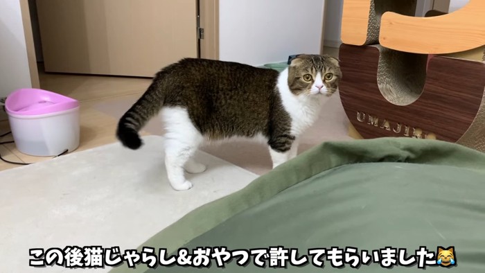 横から見た猫