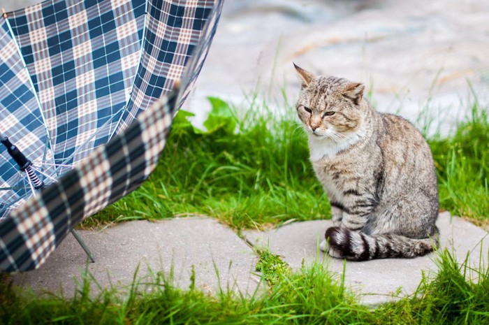 しっぽを体に巻いて座る猫