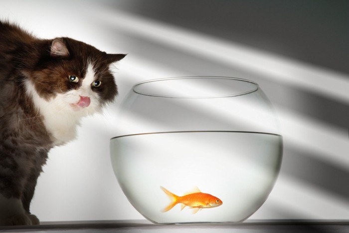 舌を出しながら金魚鉢を見つめる猫