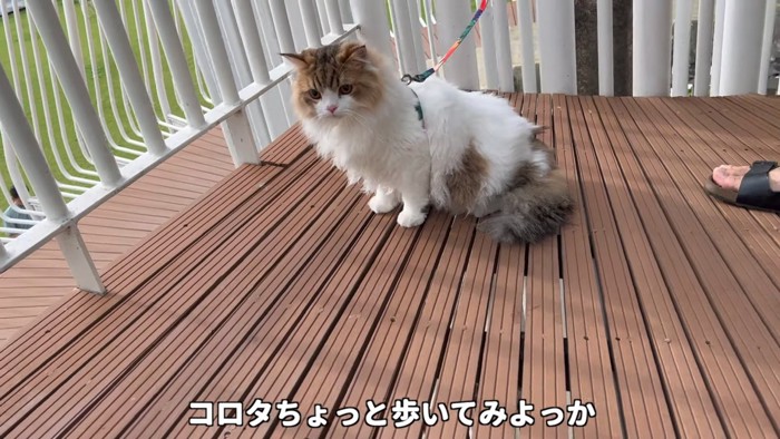 リードつけている猫