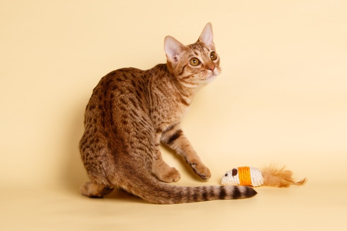 おもちゃで遊ぶオシキャット
