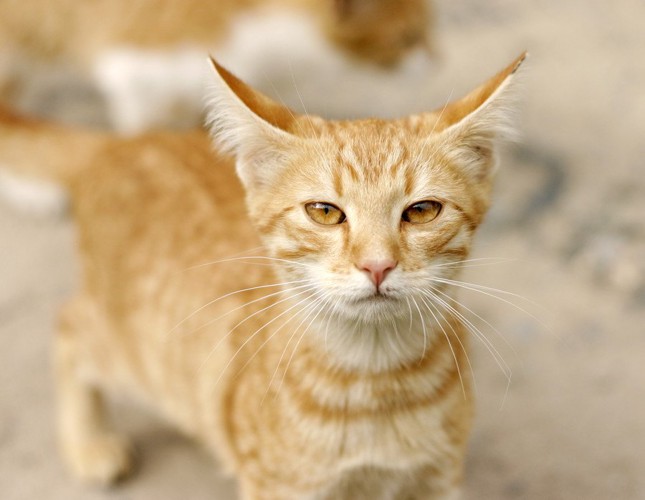 耳を後ろに伏せる茶トラ猫