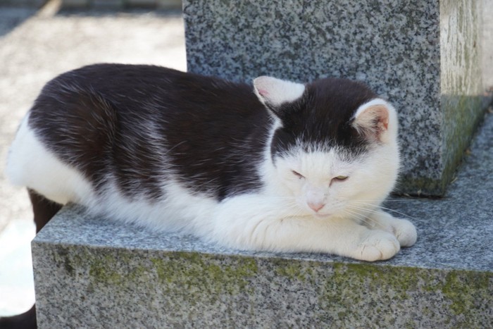 スフィンクス座りする猫