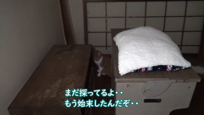 部屋の奥にいる猫