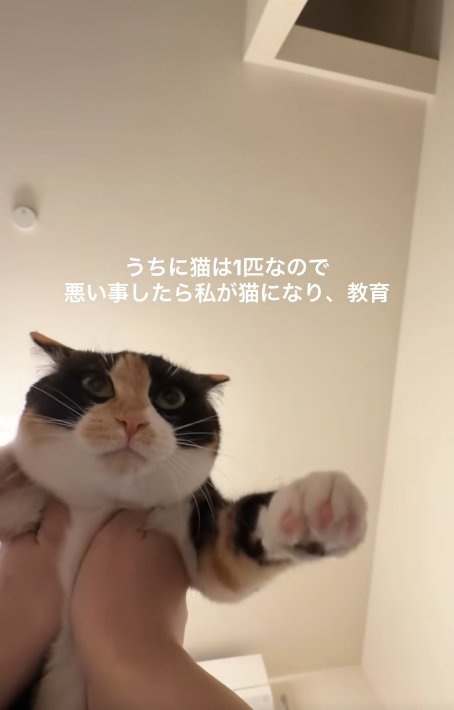 両脇を掴まれているイカ耳の猫（やや引き）