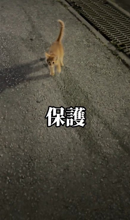ついてくる子猫