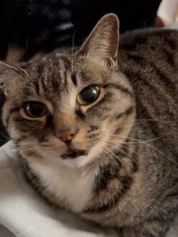 カメラ目線の猫